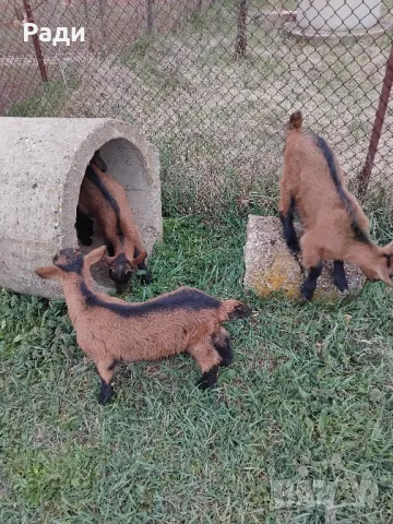 Продавам мъжки ярета френски алпин , снимка 7 - Други - 49669117