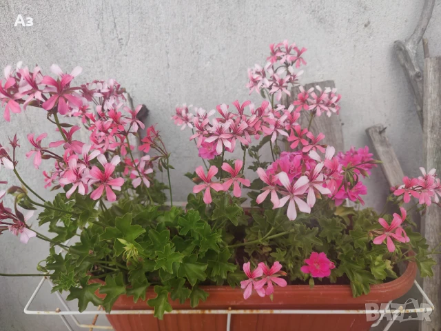 Продавам Висящи мушката (сакъзчета) в сандъчета - подготвени за обилен цъфтеж през пролетта, снимка 2 - Разсади - 51000596