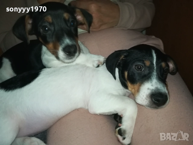 продваме ЖЕНСКИ ДЖАК РЪСЕЛ НА 2 МЕСЕЦА 2910251725, снимка 2 - Джак ръсел териер - 52225849