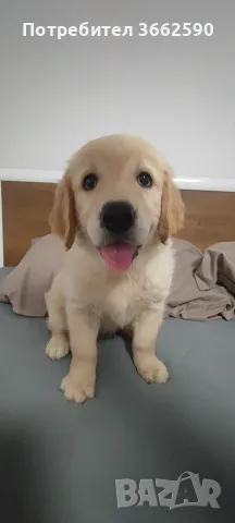 🐾 Малки кученца Голдън Ретривър търсят своите любящи семейства! 🐶❤️