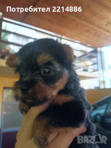 Мини йоркширски териери , снимка 5 - Йоркширски териер - 37413803