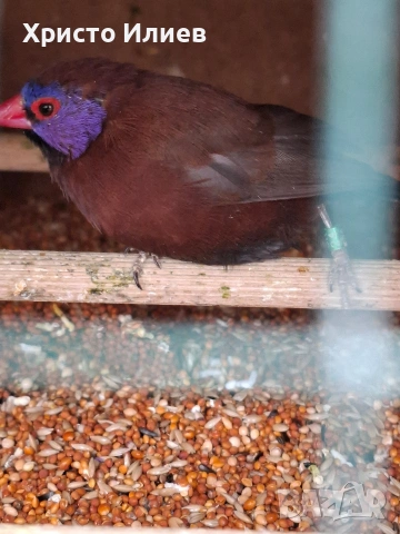 Пурпурен гренадир, снимка 2 - Амадини - 53946601