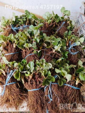 Разсад Ягоди , снимка 7 - Разсади - 53959972