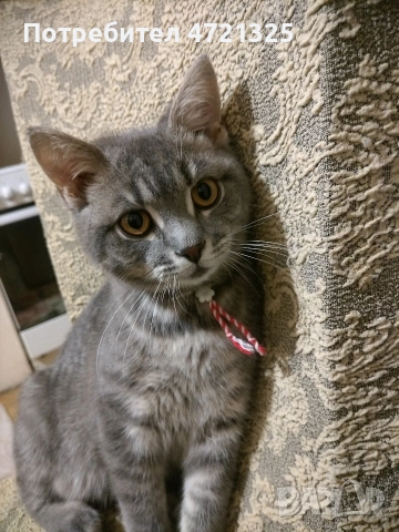 Британско таби. , снимка 5 - Британска късокосместа - 53250363