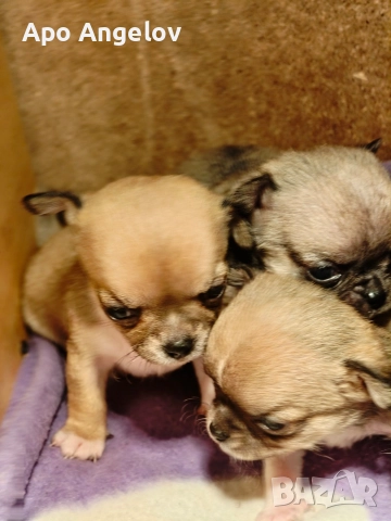 чихуахуа мини 