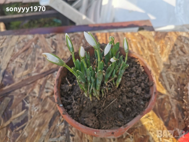 КОКИЧЕНЦА В САКСИЯ С ЛУКОВИЦИ 2801261400, снимка 7 - Градински цветя и растения - 53257522