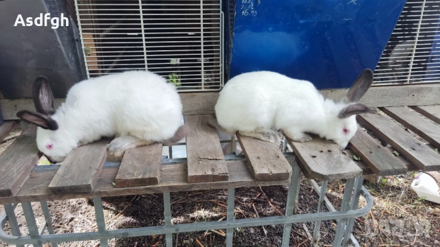 Зайци Калифорнийски зайци, снимка 2 - За гризачи - 51627208