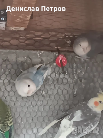 папагали неразделки , снимка 3 - Папагали - 54215349