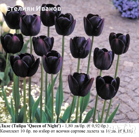 СОРТОВИ ЛАЛЕТА – ЛУКОВИЦИ - част 1, снимка 7 - Сортови семена и луковици - 52372815