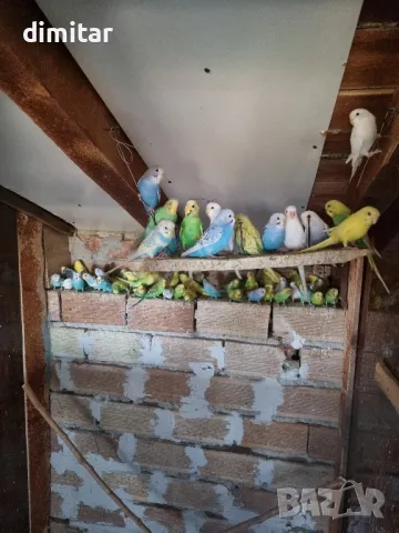 вълнисти папагали 