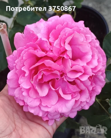 🌹РОЗА🌹 YVES PIAGET®; Gpt Keitsupiatsu 🌹