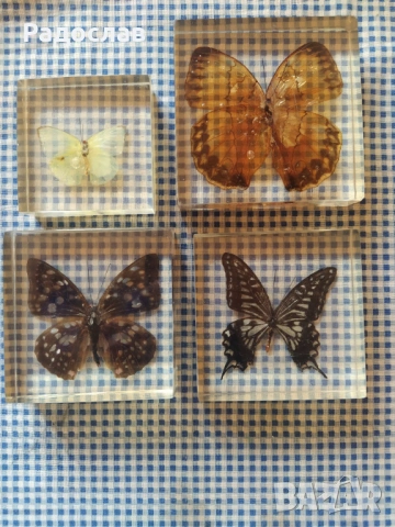 пеперуди Хербарий 