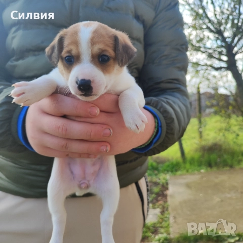 Джак Ръсел -женско кученце, снимка 5 - Джак ръсел териер - 52817100