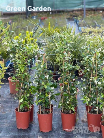 Жасмин,Ароматен и Увивен , снимка 3 - Градински цветя и растения - 54323571