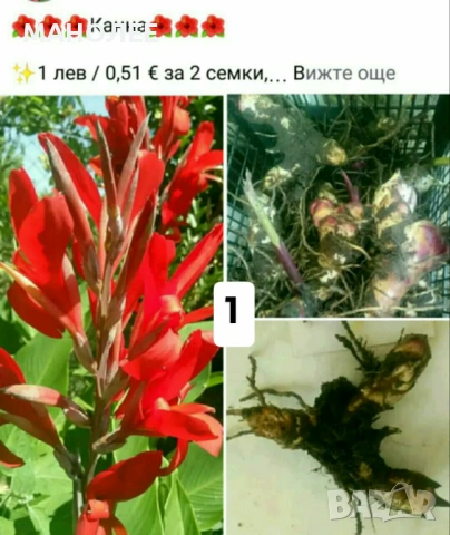 🪻🪴🪷🎁7 вида студоустойчиви растения❄️☃️ -, снимка 2 - Градински цветя и растения - 54099234