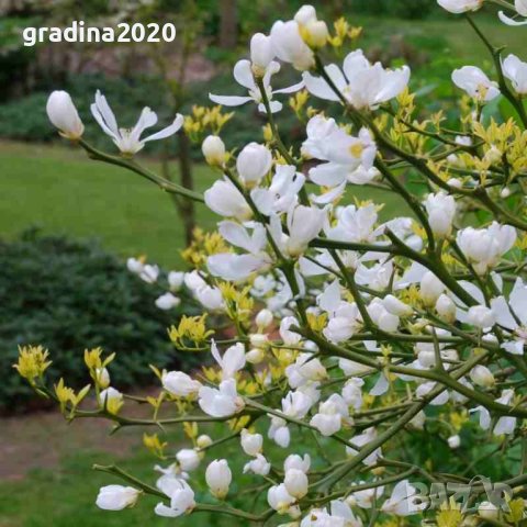 Poncirus trifoliata / Див лимон, снимка 9 - Разсади - 37305233