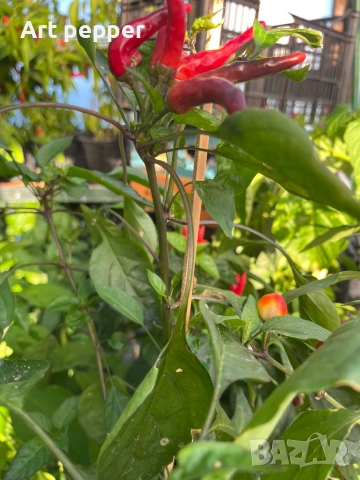 Екзотични люти чушки в саксия, снимка 18 - Градински цветя и растения - 51202444