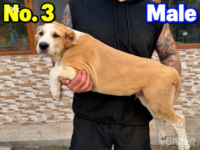 САО Алабай (КВ) , снимка 6 - Други - 56526723