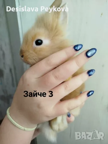 Декоративни зайчета, снимка 2 - Декоративни зайчета - 56151312