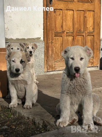 Продавам женски и мъжки алабаи