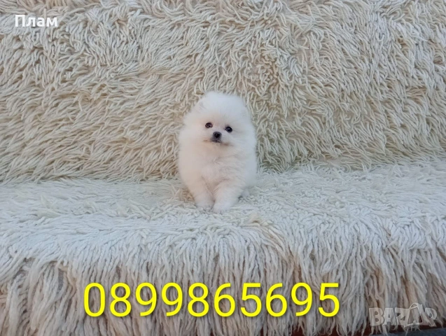 Померани. Реални снимки!!!, снимка 4 - Померан - 54036819