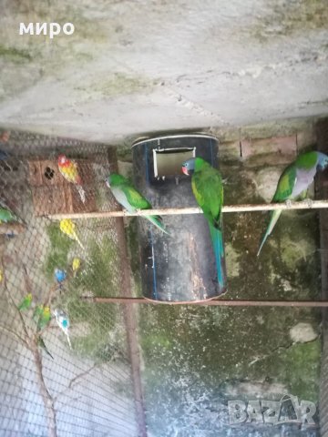 Различни видове папагали, Ферма " Meshi i Sie" , снимка 4 - Папагали - 33912948