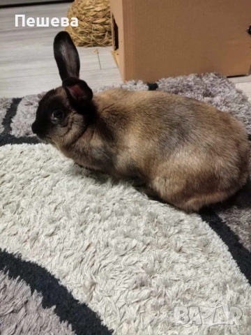 Подарявам Зайче , снимка 5 - Декоративни зайчета - 52659513