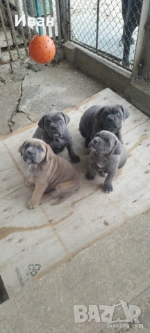 Cane Corso Italiano, снимка 15 - Търси партньор - 53836498
