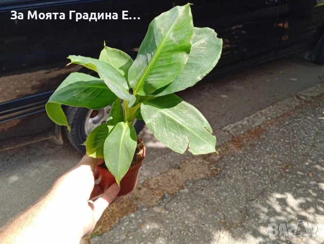 Банан, снимка 4 - Градински цветя и растения - 52529848