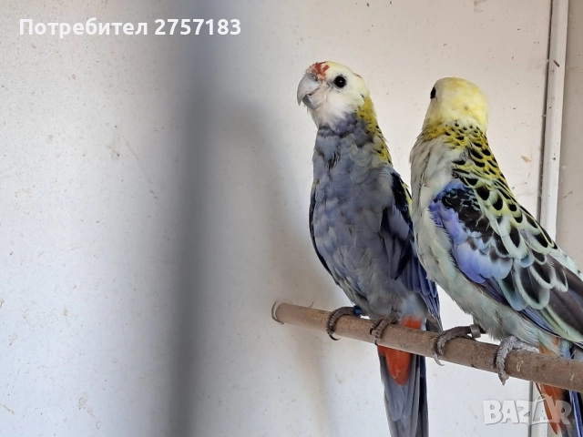 продавам чифт белоглава розела, снимка 2 - Папагали - 52431289