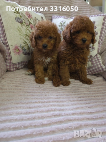 Мини пудел, снимка 4 - Пудели - 54196070