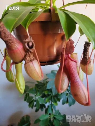 Насекомоядно Растение - Nepenthes 