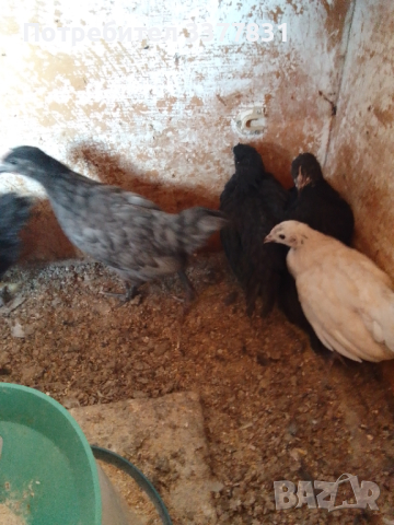 Пиленца на ден и на 1 месец, снимка 3 - Кокошки и пуйки - 44794318