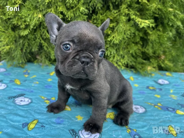 Френски Булдог / French Bulldog 
, снимка 15 - Френски булдог - 55725415