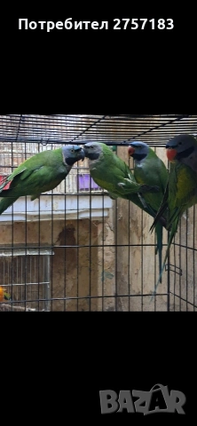 продавам китаиски александри , снимка 3 - Папагали - 53938054