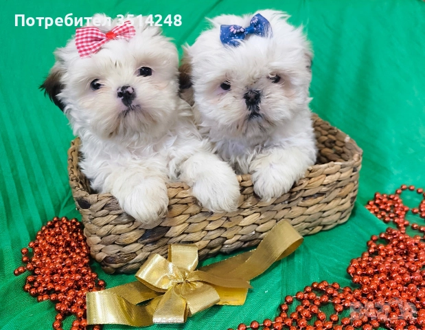 Ши тцу , снимка 3 - Ши Тцу - 52917107