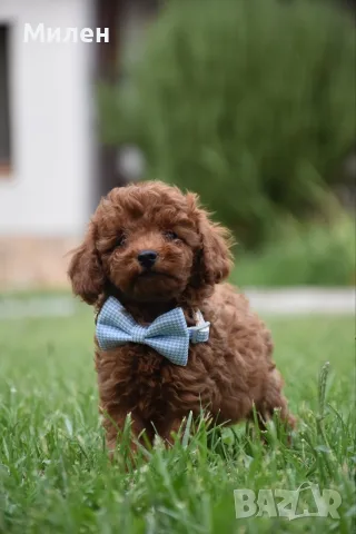Той пудел Toy poodle, снимка 8 - Пудели - 55006000