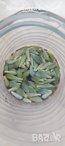 Алое вера, различни големини и суколентни , снимка 10 - Стайни растения - 40913397