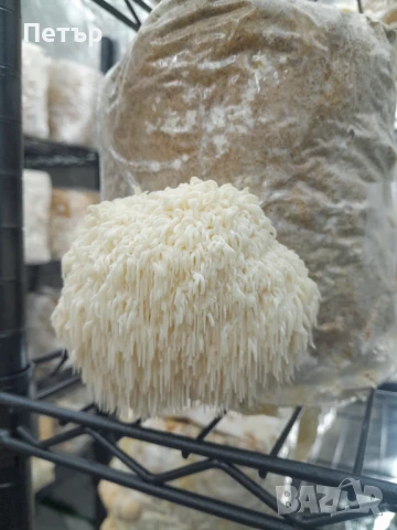 Домашно отгледани гъби Лъвска грива | Fresh Lion's Mane Mushrooms, снимка 4 - Домашни продукти - 51071668