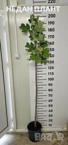 Лирово дърво, снимка 2 - Градински цветя и растения - 51983437