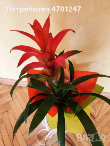 Декоративно цвете Гузмания, снимка 3 - Стайни растения - 53981816
