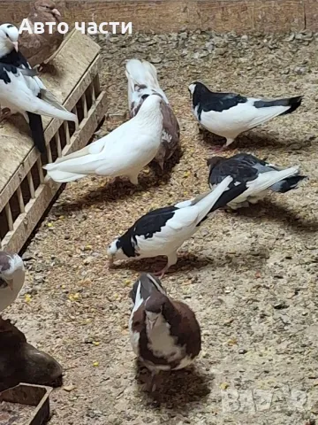 пазарджишки високолетачи със добри постижения , снимка 16 - Гълъби - 49029534