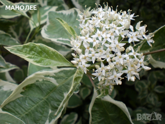 Декоративен дрян