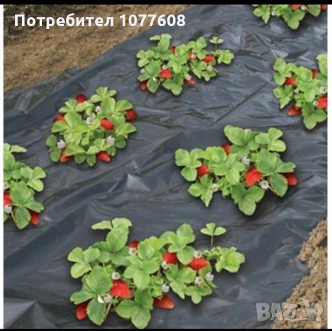 Найлон за ягоди, снимка 2 - Градински цветя и растения - 30315545