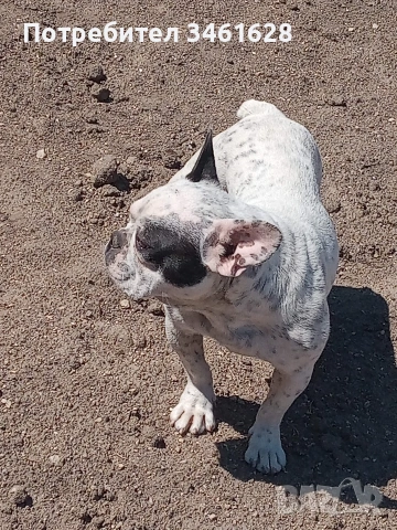 френски булдог , снимка 2 - Френски булдог - 53162420