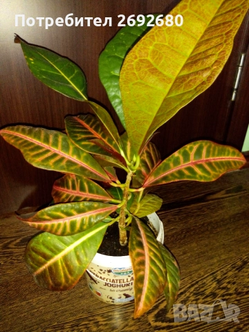 Традесканция рео, кротон,христов венец и други цветя/бамбук/цени в описанието , снимка 18 - Стайни растения - 50184776