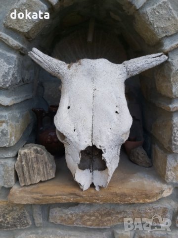 Стар кравешки череп, снимка 2 - Други ценни предмети - 35238658