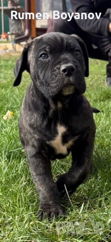 Кане Корсо , снимка 13 - Кане корсо - 52678102