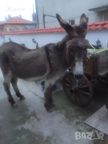 Продавам Женско Магаре , снимка 2 - За селскостопански - 54031468