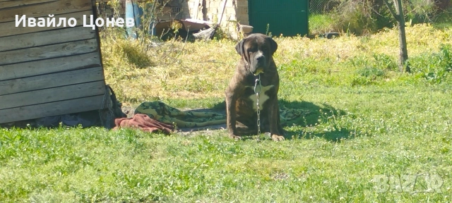 Малки кученца- Лабрадор, снимка 18 - Лабрадор ретривър - 54363432